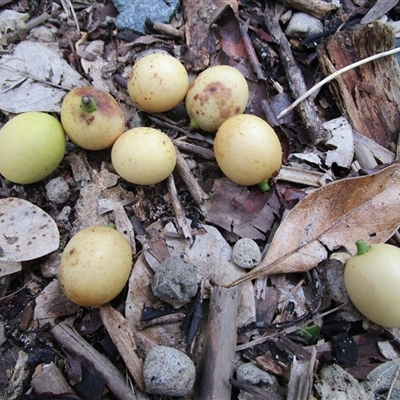 Opilia amentacea at Newell, QLD - 12 Jan 2023 by JasonPStewartNMsnc2016
