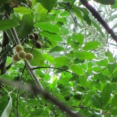 Opilia amentacea at Newell, QLD - 12 Jan 2023 11:02 AM