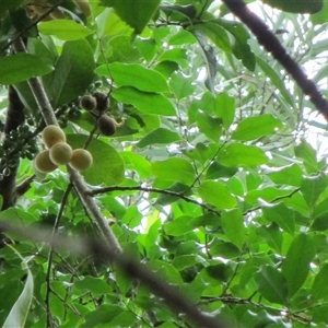Opilia amentacea at Newell, QLD - 12 Jan 2023 11:02 AM