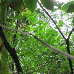 Opilia amentacea at Newell, QLD - 12 Jan 2023 11:02 AM