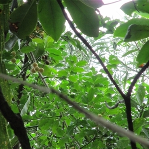 Opilia amentacea at Newell, QLD - 12 Jan 2023 11:02 AM