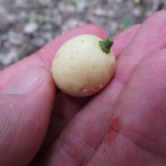 Opilia amentacea at Newell, QLD - 12 Jan 2023 11:02 AM