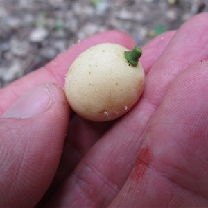 Opilia amentacea at Newell, QLD - 12 Jan 2023 11:02 AM