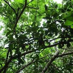 Planchonella obovata at Newell, QLD - 12 Jan 2023 by JasonPStewartNMsnc2016