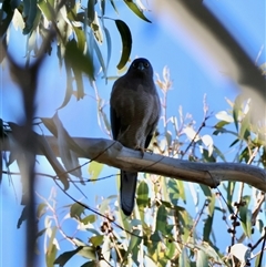 Tachyspiza fasciata (Brown Goshawk) at Hughes, ACT - Yesterday by LisaH