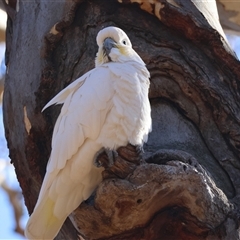 Cacatua galerita (Sulphur-crested Cockatoo) at Hughes, ACT - 26 Jun 2025 by LisaH