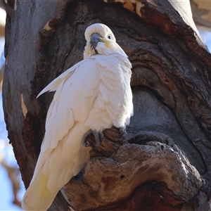 Cacatua galerita (Sulphur-crested Cockatoo) at Hughes, ACT - 26 Jun 2025 by LisaH