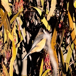 Acanthorhynchus tenuirostris (Eastern Spinebill) at Whitlam, ACT - Yesterday by Untidy