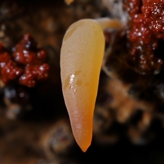 Mucronella sp. at Paddys River, ACT - 26 Jun 2025 by TimL