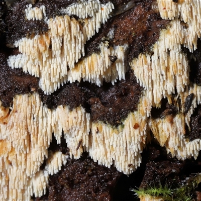 Hyphodontia arguta at Paddys River, ACT - 26 Jun 2025 by TimL