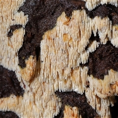 Hyphodontia arguta at Paddys River, ACT - 26 Jun 2025 12:12 PM