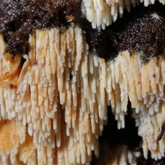 Hyphodontia arguta at Paddys River, ACT - 26 Jun 2025 12:12 PM