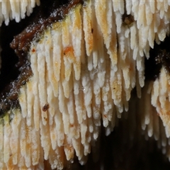 Hyphodontia arguta at Paddys River, ACT - 26 Jun 2025 12:12 PM