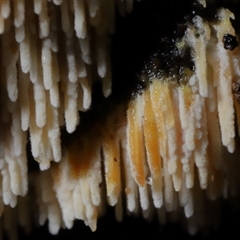 Hyphodontia arguta at Paddys River, ACT - 26 Jun 2025 12:12 PM
