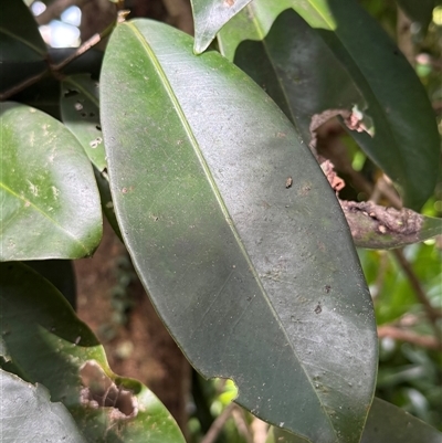 Syzygium moorei (Durobby) by Robynmac
