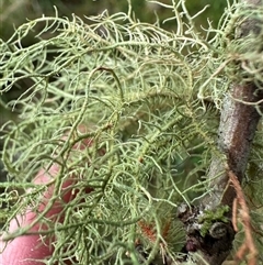 Usnea sp. (genus) (Bearded lichen) at Kangaroo Valley, NSW - Yesterday by lbradley