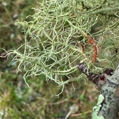 Usnea sp. (genus) at Kangaroo Valley, NSW - suppressed