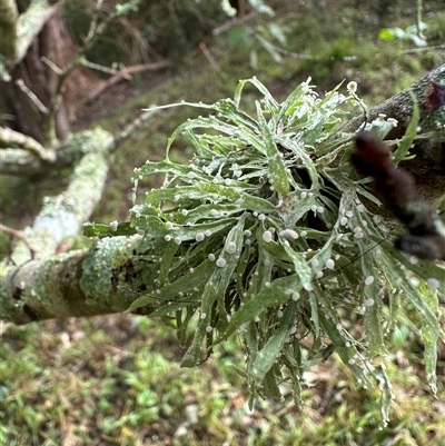 Ramalina sp. (genus) at Kangaroo Valley, NSW - Yesterday by lbradley