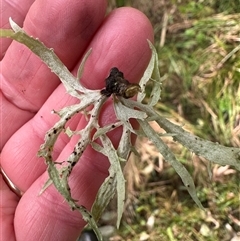 Unverified at suppressed - suppressed