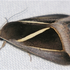 Chalciope alcyona (An Erebid moth (Erebinae) at Abergowrie, QLD - 20 Oct 2008 by PJH123