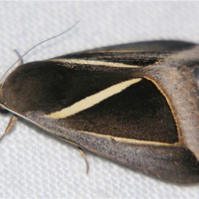 Chalciope alcyona (An Erebid moth (Erebinae) at Abergowrie, QLD - 20 Oct 2008 by PJH123