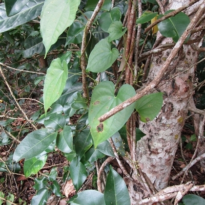 Dioscorea transversa (Native Yam) at Newell, QLD - 12 Jan 2023 by JasonPStewartNMsnc2016
