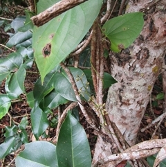 Dioscorea transversa at Newell, QLD - 12 Jan 2023 11:05 AM