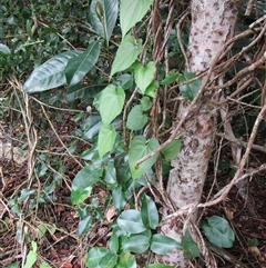 Dioscorea transversa at Newell, QLD - 12 Jan 2023 11:05 AM