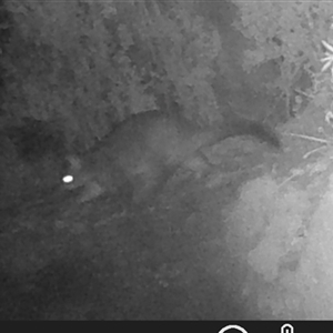 Trichosurus vulpecula at Kangaroo Valley, NSW - Today by lbradley
