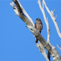 Tachyspiza fasciata (Brown Goshawk) at Kambah, ACT - Yesterday by LineMarie