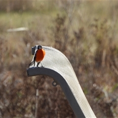 Petroica phoenicea (Flame Robin) at Kambah, ACT - Yesterday by LineMarie