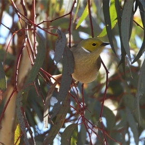 Ptilotula penicillata at Kambah, ACT - Yesterday by LineMarie