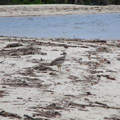 Esacus magnirostris (Beach Stone-curlew) at Newell, QLD - 12 Jan 2023 by JasonPStewartNMsnc2016