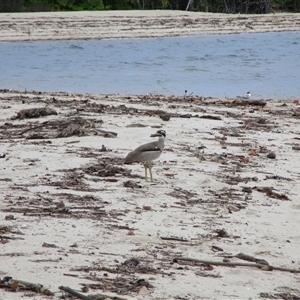 Esacus magnirostris (Beach Stone-curlew) at Newell, QLD - 12 Jan 2023 by JasonPStewartNMsnc2016