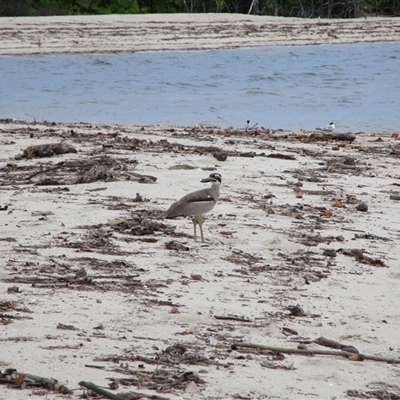Esacus magnirostris (Beach Stone-curlew) at Newell, QLD - 12 Jan 2023 by JasonPStewartNMsnc2016