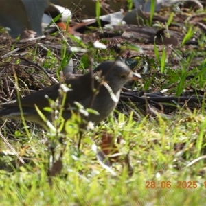 Colluricincla harmonica (Grey Shrikethrush) at Oakdale, NSW - 28 Jun 2025 by bufferzone