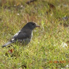 Colluricincla harmonica at Oakdale, NSW - suppressed