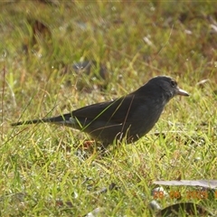 Colluricincla harmonica at Oakdale, NSW - suppressed