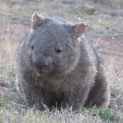 Vombatus ursinus (Bare-nosed Wombat) at Strathnairn, ACT - Yesterday by Christine