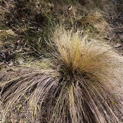 Nassella trichotoma (Serrated Tussock) at Bruce, ACT - Today by LeahColebrook