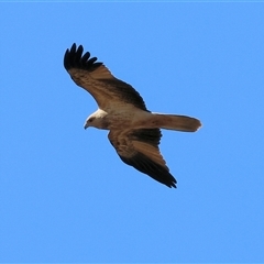 Haliastur sphenurus (Whistling Kite) at West Wodonga, VIC - 27 Jun 2025 by KylieWaldon