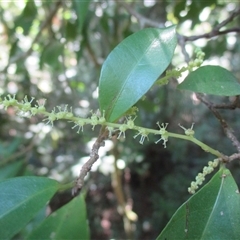 Antidesma erostre (wild currant) at Syndicate, QLD - 1 Sep 2018 by JasonPStewartNMsnc2016
