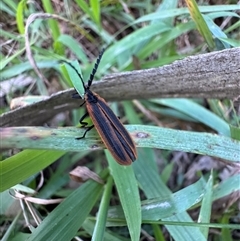 Lycidae (family) at Mittagong, NSW - Yesterday by Span102