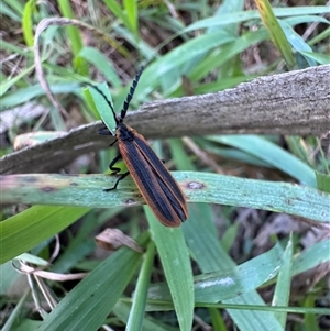 Lycidae (family) at Mittagong, NSW - Yesterday by Span102
