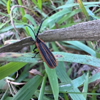Lycidae (family) at Mittagong, NSW - Yesterday by Span102
