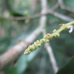 Antidesma erostre (wild currant) at Syndicate, QLD - 6 Oct 2018 by JasonPStewartNMsnc2016