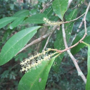 Antidesma erostre (wild currant) at Syndicate, QLD - 14 Oct 2018 by JasonPStewartNMsnc2016