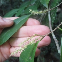 Antidesma erostre at Syndicate, QLD - 14 Oct 2018 05:11 PM