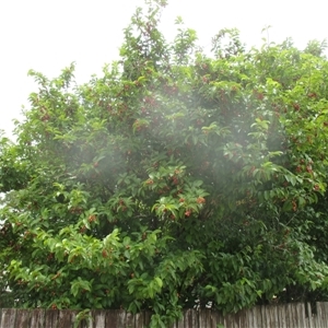 Antidesma bunius at suppressed - suppressed