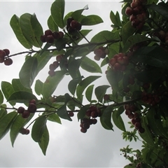 Antidesma bunius at suppressed - suppressed